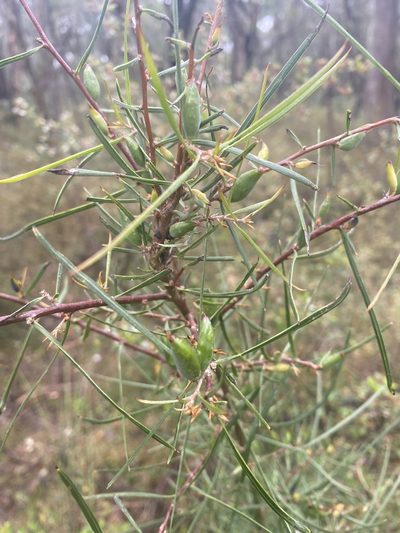 Hakea ulicina, photographed by Andrew Allen