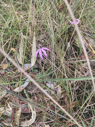 Caladenia congesta, photographed by Andrew Allen
