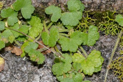 Hydrocotyle hirta, photographed by Andrew Allen