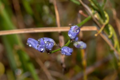 Comesperma volubile, photographed by Andrew Allen