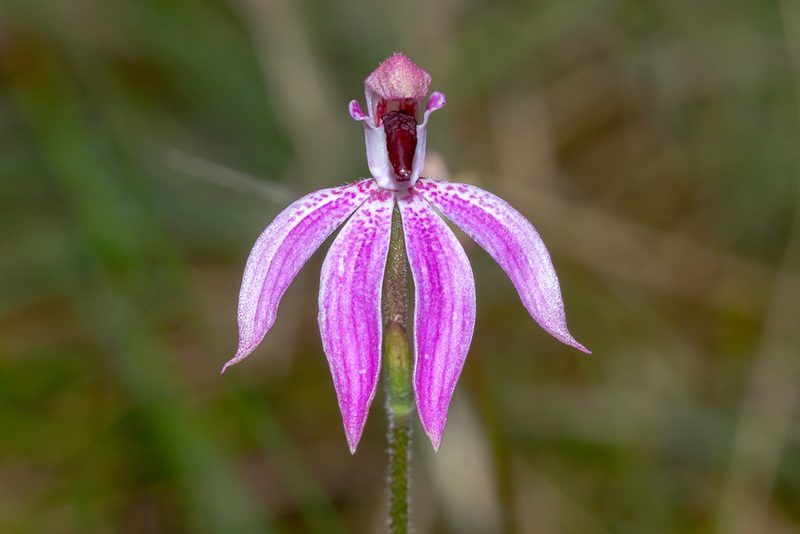 Caladenia congesta, photographed by Andrew Allen