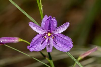 Dichopogon strictus, photographed by Andrew Allen