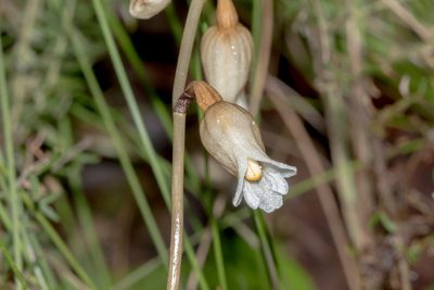 Gastrodia sesamoides, photographed by Andrew Allen