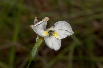 Diplarrena moraea, photographed by Andrew Allen