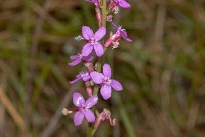 Stylidium graminifolium, photographed by Andrew Allen