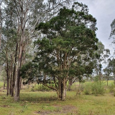 Melaleuca styphelioides, photographed by ronavery