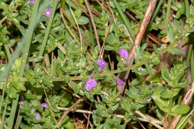 Lythrum junceum, photographed by Andrew Allen