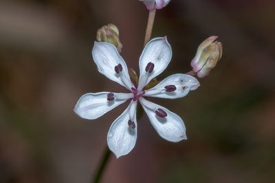 Burchardia umbellata, photographed by Andrew Allen
