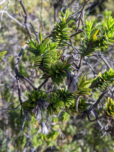 Dubautia ciliolata, photographed by David Anderson
