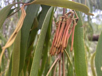 Amyema pendula, photographed by Andrew Allen