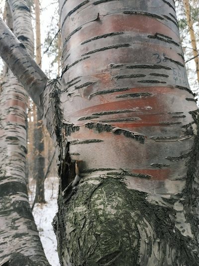 Prunus maackii, photographed by Elizaveta Ignatieva