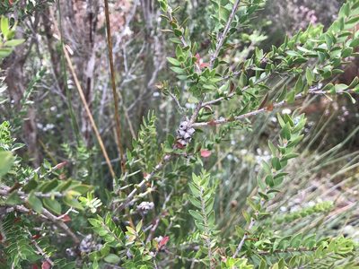 Melaleuca squarrosa, photographed by Miguel de Salas