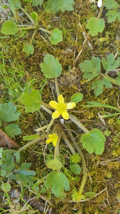 Ranunculus foliosus, photographed by Katie Jenkins