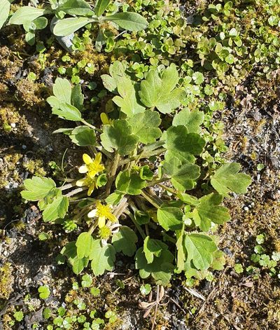 Ranunculus foliosus, photographed by Katie Jenkins