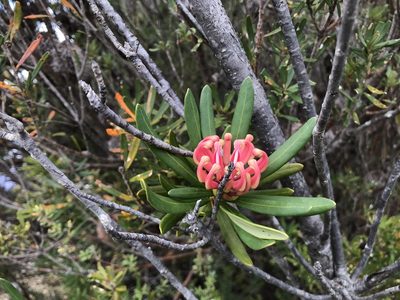 Telopea truncata, photographed by Miguel de Salas