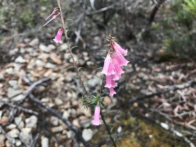 Epacris impressa, photographed by Miguel de Salas
