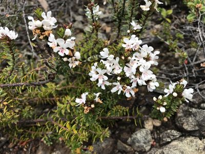 Westringia rubiifolia, photographed by Miguel de Salas