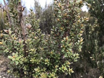 Leptospermum lanigerum, photographed by Miguel de Salas