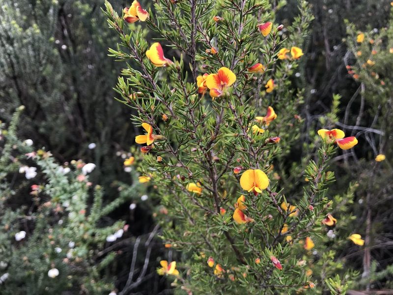 Pultenaea juniperina, photographed by Miguel de Salas