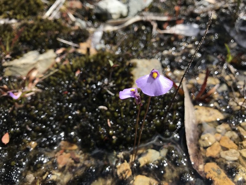 Utricularia barkeri, photographed by Miguel de Salas