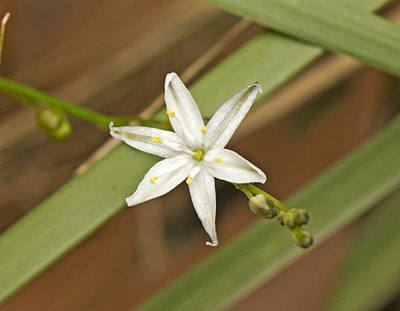 Caesia parviflora, photographed by Tony Eales