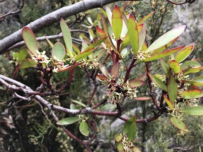 Tasmannia lanceolata, photographed by Miguel de Salas