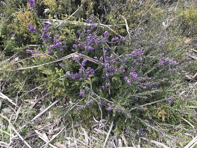 Hovea montana, photographed by Miguel de Salas