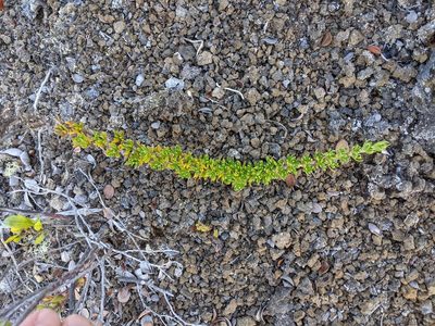 Coprosma ernodeoides, photographed by David Anderson