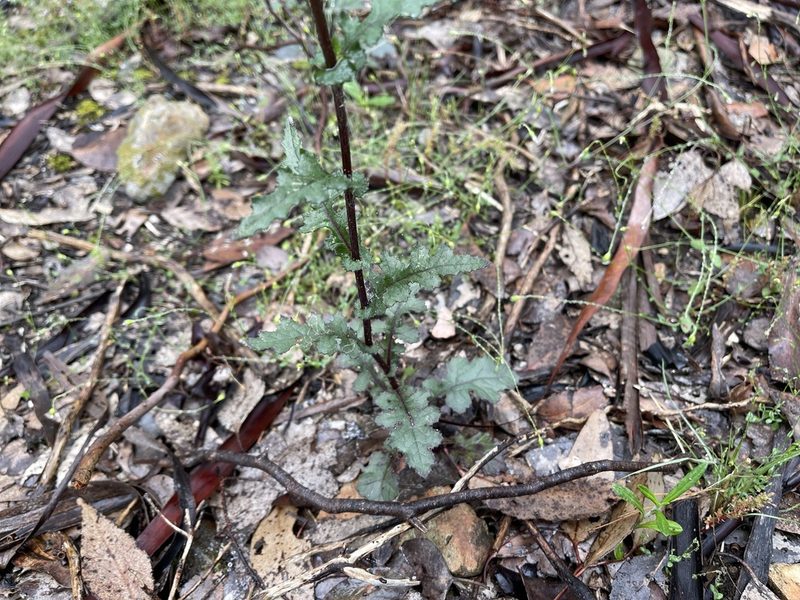 Senecio picridioides, photographed by Dylan Wishart