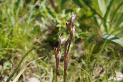 Serapias parviflora, photographed by Julia Moning