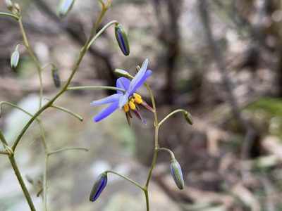 Dianella revoluta, photographed by Dylan Wishart