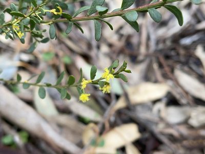 Acacia acinacea, photographed by Dylan Wishart