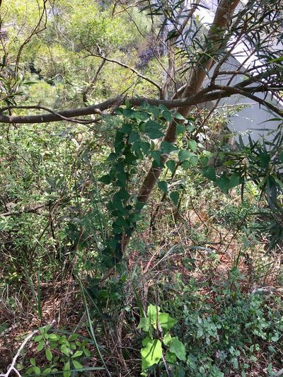Cyclea hypoglauca, photographed by Yj