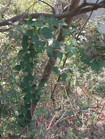 Cyclea hypoglauca, photographed by Yj