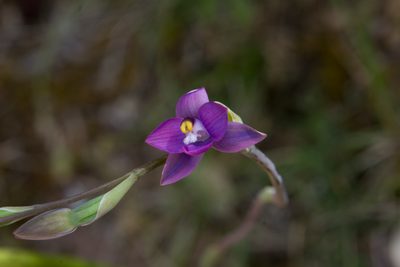 Thelymitra pauciflora, photographed by Hayden Jones