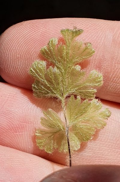 Hymenophyllum rufescens, photographed by Katie Jenkins