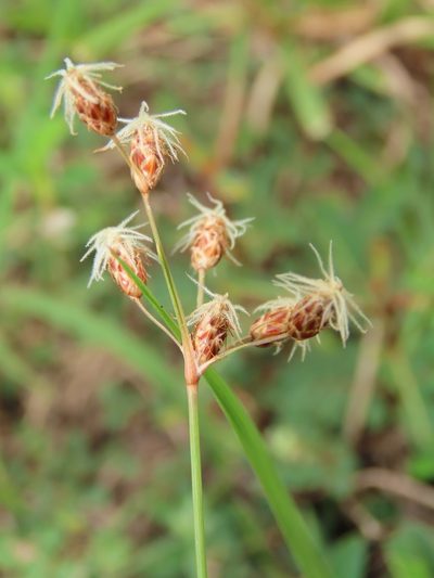 Fimbristylis subinclinata, photographed by chiuluan