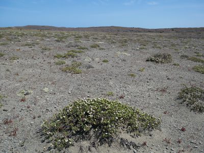 Pimelea prostrata, photographed by Alice Shanks
