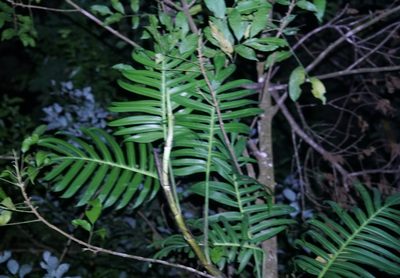 Epipremnum pinnatum, photographed by Tim