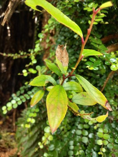 Gaultheria paniculata, photographed by Cameron Ryan