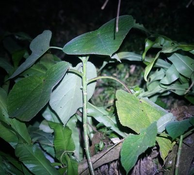 Dendrocnide moroides, photographed by Tim