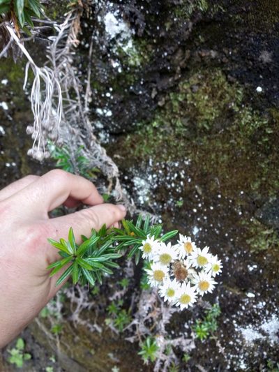 Anaphalioides subrigida, photographed by Cameron Ryan