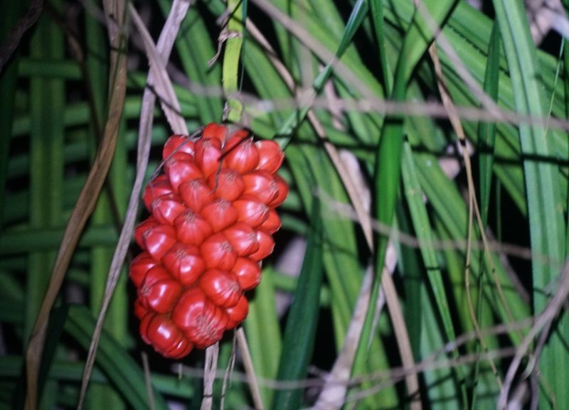 Pandanus gemmifer, photographed by Tim