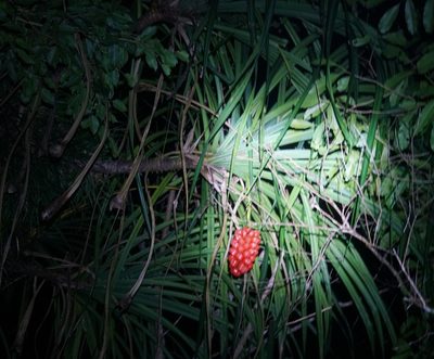 Pandanus gemmifer, photographed by Tim