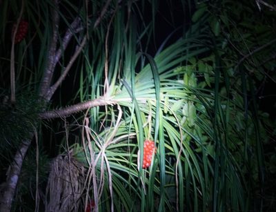 Pandanus gemmifer, photographed by Tim