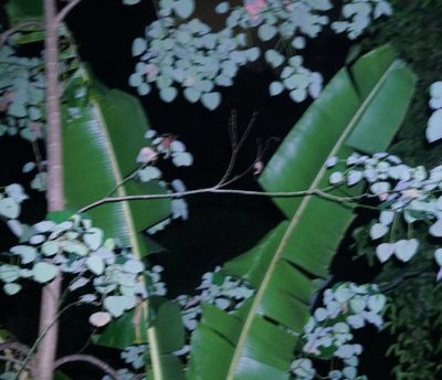 Musa banksii, photographed by Tim