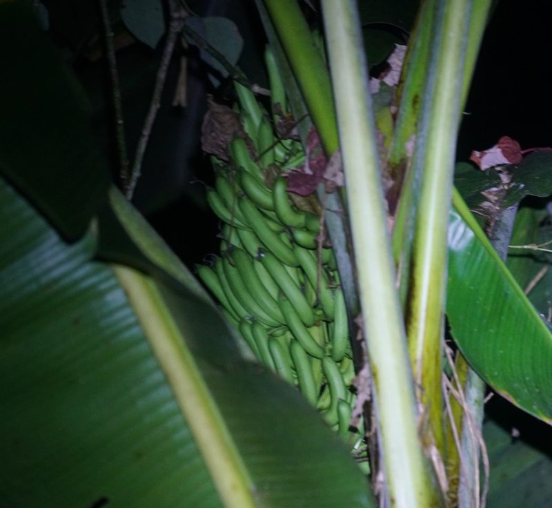 Musa banksii, photographed by Tim