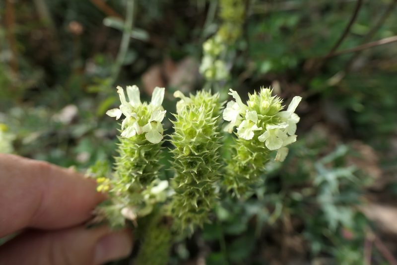 Sideritis hyssopifolia, photographed by Rafael Medina