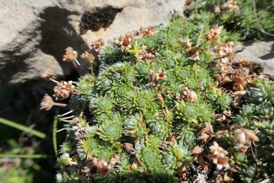 Androsace villosa, photographed by Rafael Medina