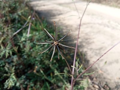 Bidens subalternans, photographed by Josep Gesti